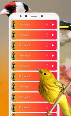 Bird Sounds, Calls & Ringtones android App screenshot 0