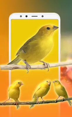 Bird Sounds, Calls & Ringtones android App screenshot 2