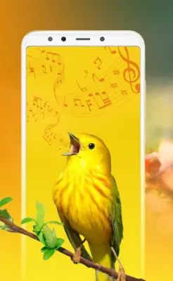 Bird Sounds, Calls & Ringtones android App screenshot 3