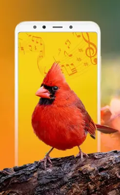 Bird Sounds, Calls & Ringtones android App screenshot 5